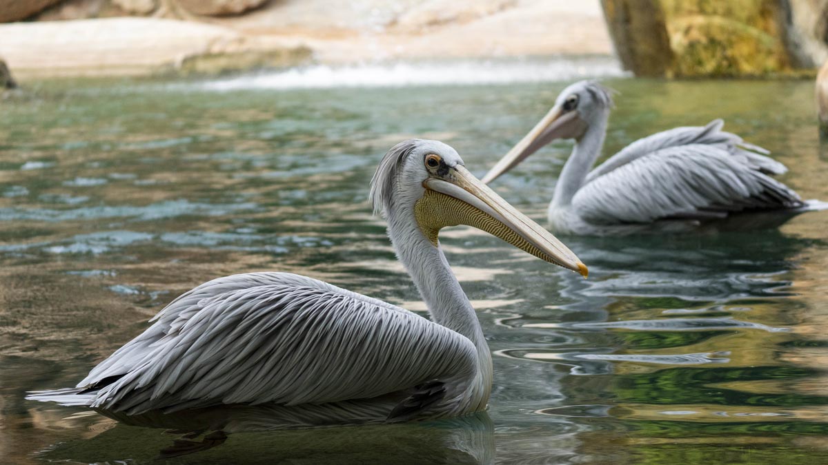 Día de los humedales en Bioparc Valencia