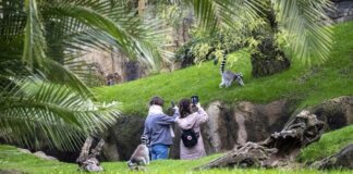 Visitantes observando lemures en Bioparc Valencia rodeados de vegetación