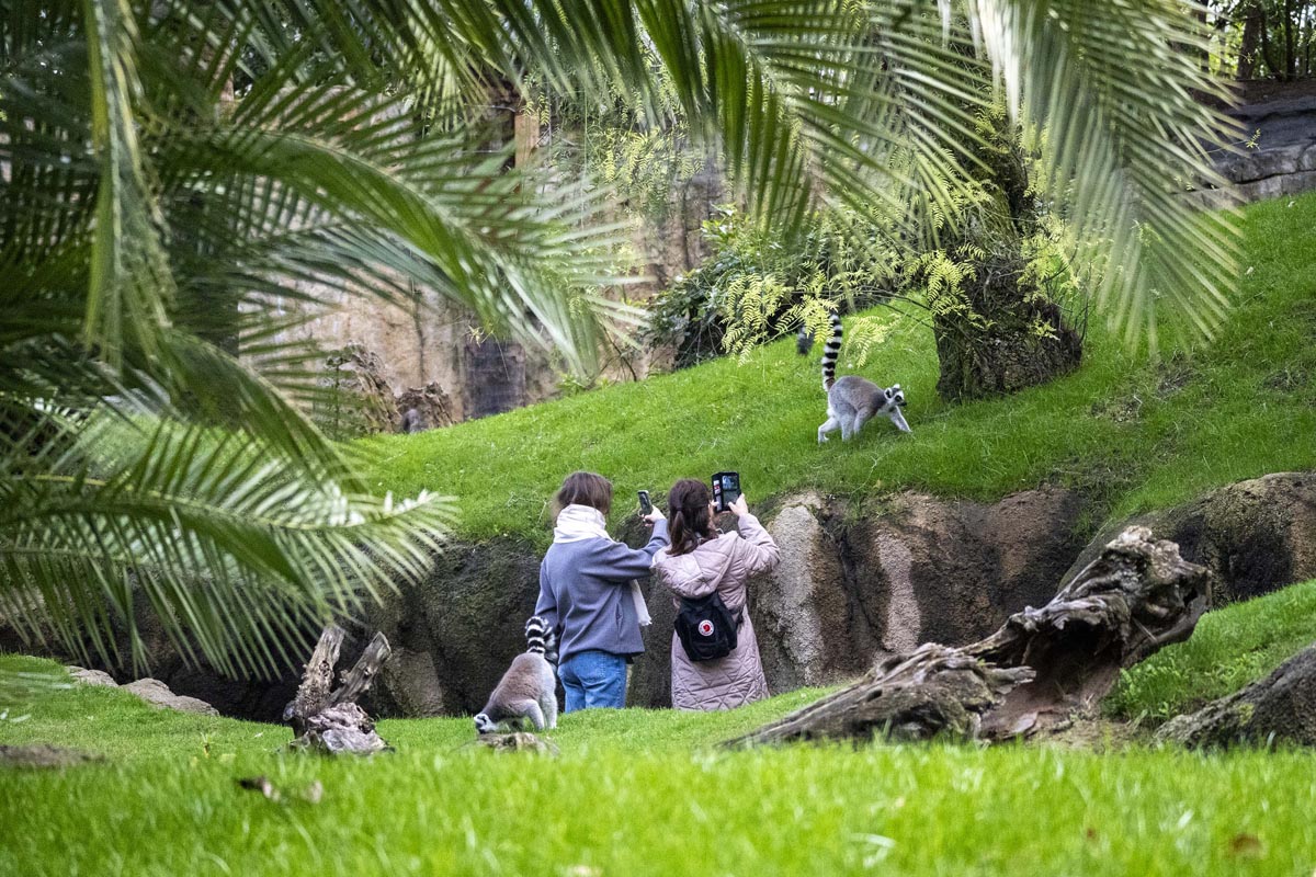Visitantes observando lemures en Bioparc Valencia rodeados de vegetación