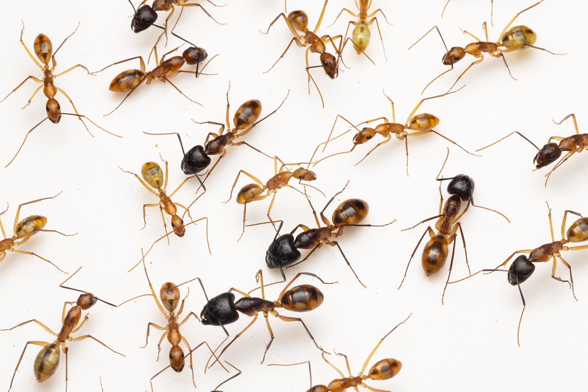 Hormigas Camponotus maculatus en su hábitat natural observadas en Bioparc Valencia