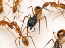 Bioparc Valencia incorpora la única instalación del mundo para admirar a la hormiga gigante “cirujana” Hormiga gigante Camponotus maculatus en Bioparc Valencia