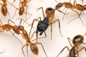 Hormiga gigante Camponotus maculatus en Bioparc Valencia
