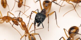 Hormiga gigante Camponotus maculatus en Bioparc Valencia