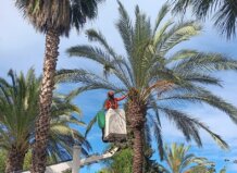 Trabajadores realizando la recogida de frutos en Paterna