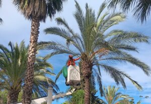 Trabajadores realizando la recogida de frutos en Paterna