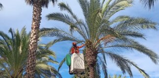 Trabajadores realizando la recogida de frutos en Paterna