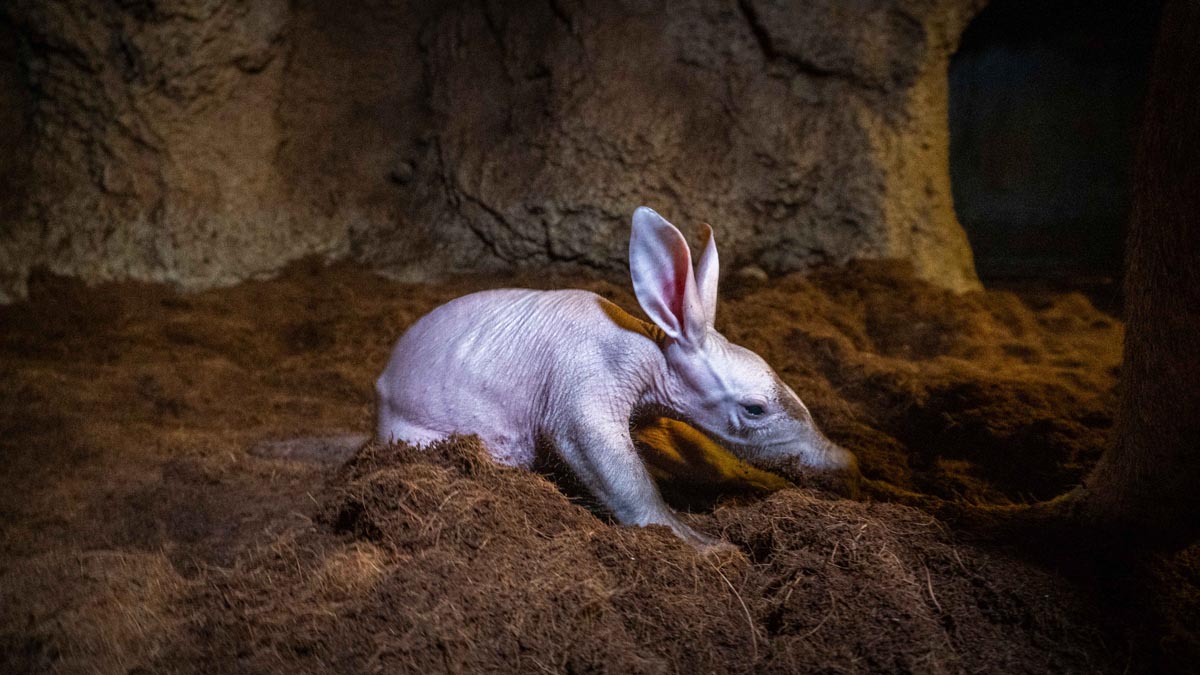 Cría de oricteropo explorando su madriguera en Bioparc Valencia.