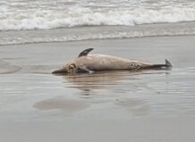 Delfín muerto en la orilla de la playa de Alboraya