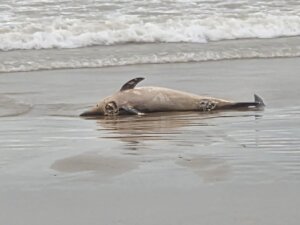 Delfín muerto en la orilla de la playa de Alboraya