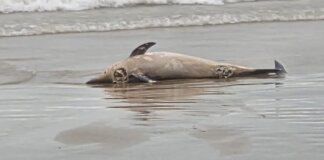 Delfín muerto en la orilla de la playa de Alboraya