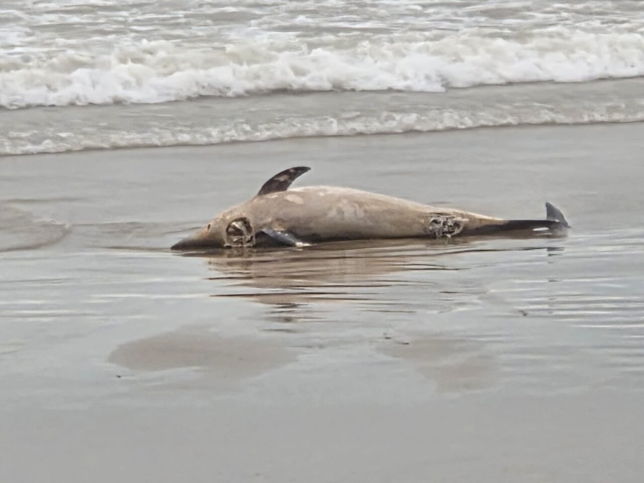 Delfín muerto en la orilla de la playa de Alboraya