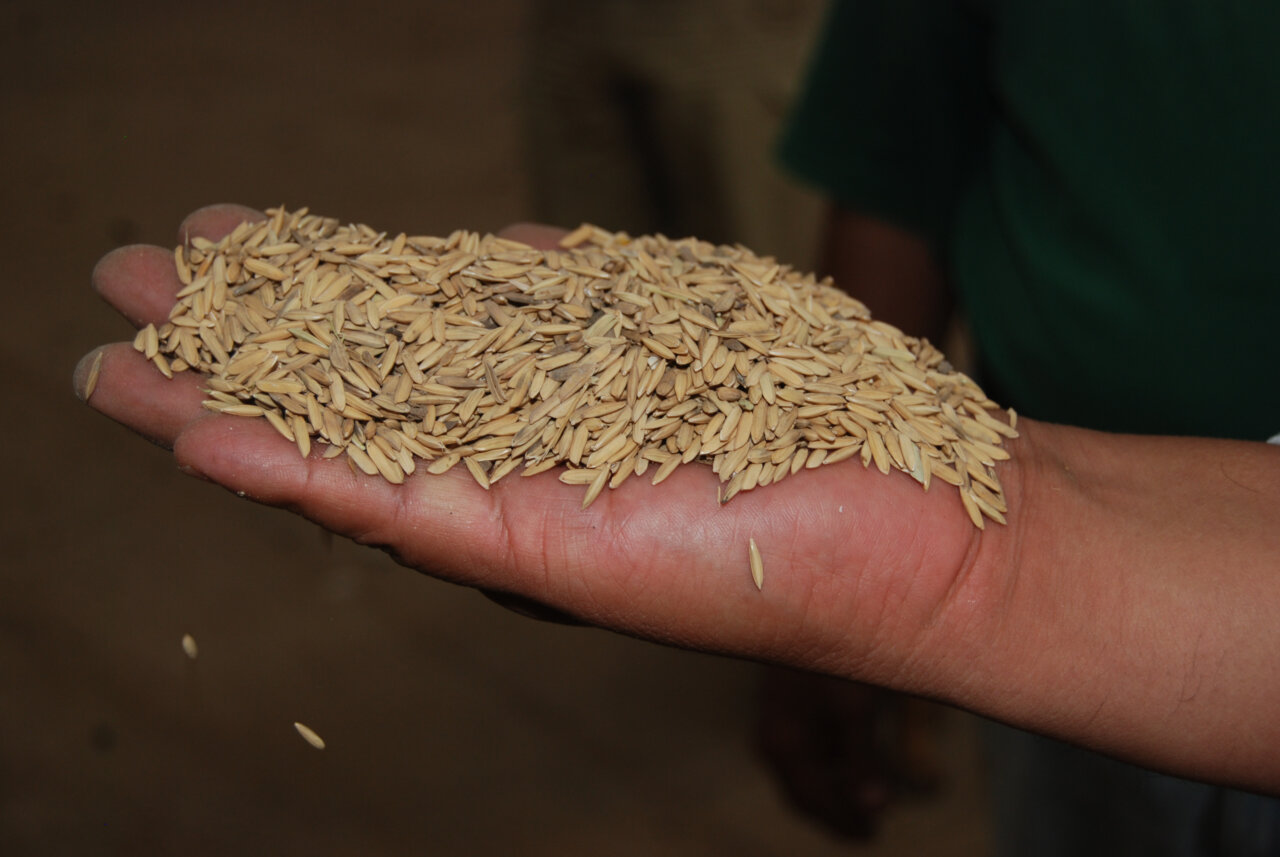 Mano sosteniendo granos de arroz para cultivo resistente a la sequía