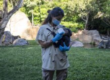 Cuidadora de chimpancé alimentando a un bebé en Bioparc Valencia