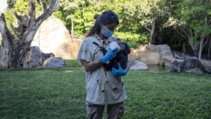 Cuidadora de chimpancé alimentando a un bebé en Bioparc Valencia