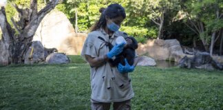 Cuidadora de chimpancé alimentando a un bebé en Bioparc Valencia