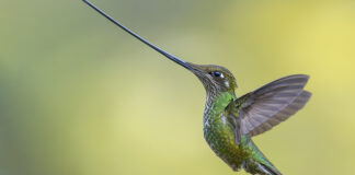 L’increïble viatge fotogràfic ‘Evolució’ arriba al Jardí Botànic de la Universitat de València