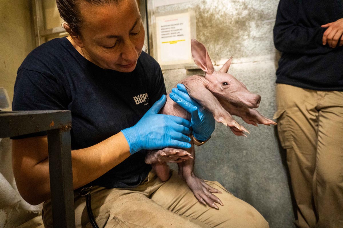 Un cuidador sostiene a un oricteropo recién nacido en Bioparc Valencia
