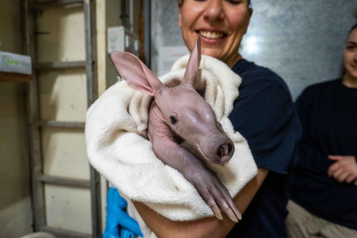 Bebé oricteropo siendo sostenido por un cuidador en Bioparc Valencia