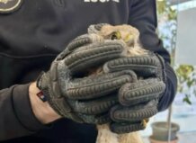 La Policía Local de Alaquàs rescata a un cernícalo atrapado en un cepo.