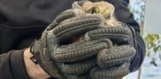 La Policía Local de Alaquàs rescata a un cernícalo atrapado en un cepo.