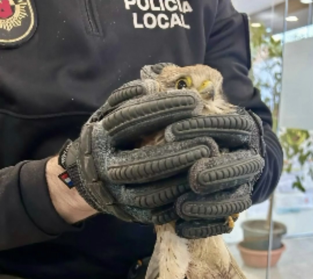 La Policía Local de Alaquàs rescata a un cernícalo atrapado en un cepo.