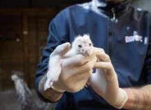 Polluelo de lechuza siendo sostenido por un cuidador con guantes