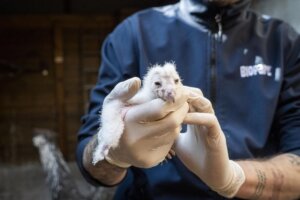 Polluelo de lechuza siendo sostenido por un cuidador con guantes