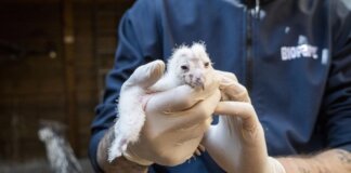 Polluelo de lechuza siendo sostenido por un cuidador con guantes