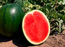 La innovación agrícola impulsa el crecimiento de las sandías sin semillas Sandía sin semillas cortada mostrando su pulpa roja y jugosa