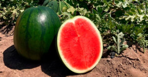 Sandía sin semillas cortada mostrando su pulpa roja y jugosa