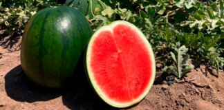 Sandía sin semillas cortada mostrando su pulpa roja y jugosa