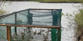 Liberación de cercetas pardillas en el humedal de L'Albufera