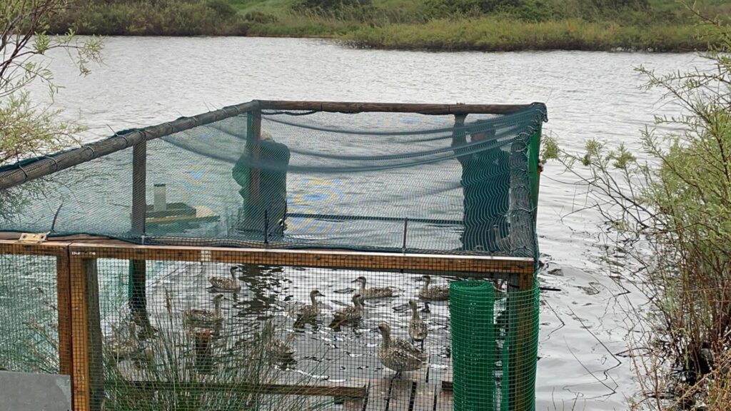 Liberación de cercetas pardillas en el humedal de L'Albufera
