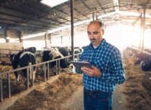Ganadero utilizando una tablet en una granja con vacas