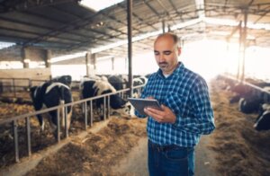 Ganadero utilizando una tablet en una granja con vacas
