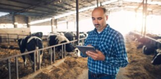 Ganadero utilizando una tablet en una granja con vacas