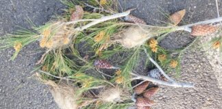 Nidos de procesionaria en ramas de pino en Albal