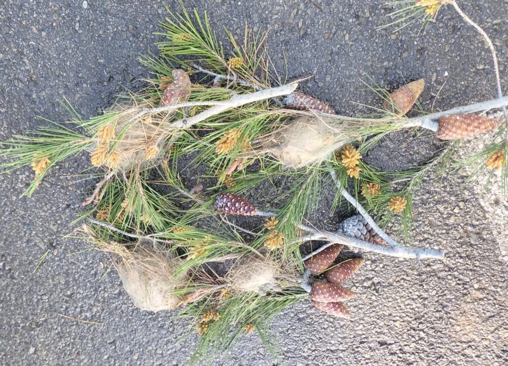 Tratamiento procesionaria Albal