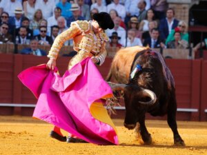 Torero con traje de luces lidiando un toro en la plaza