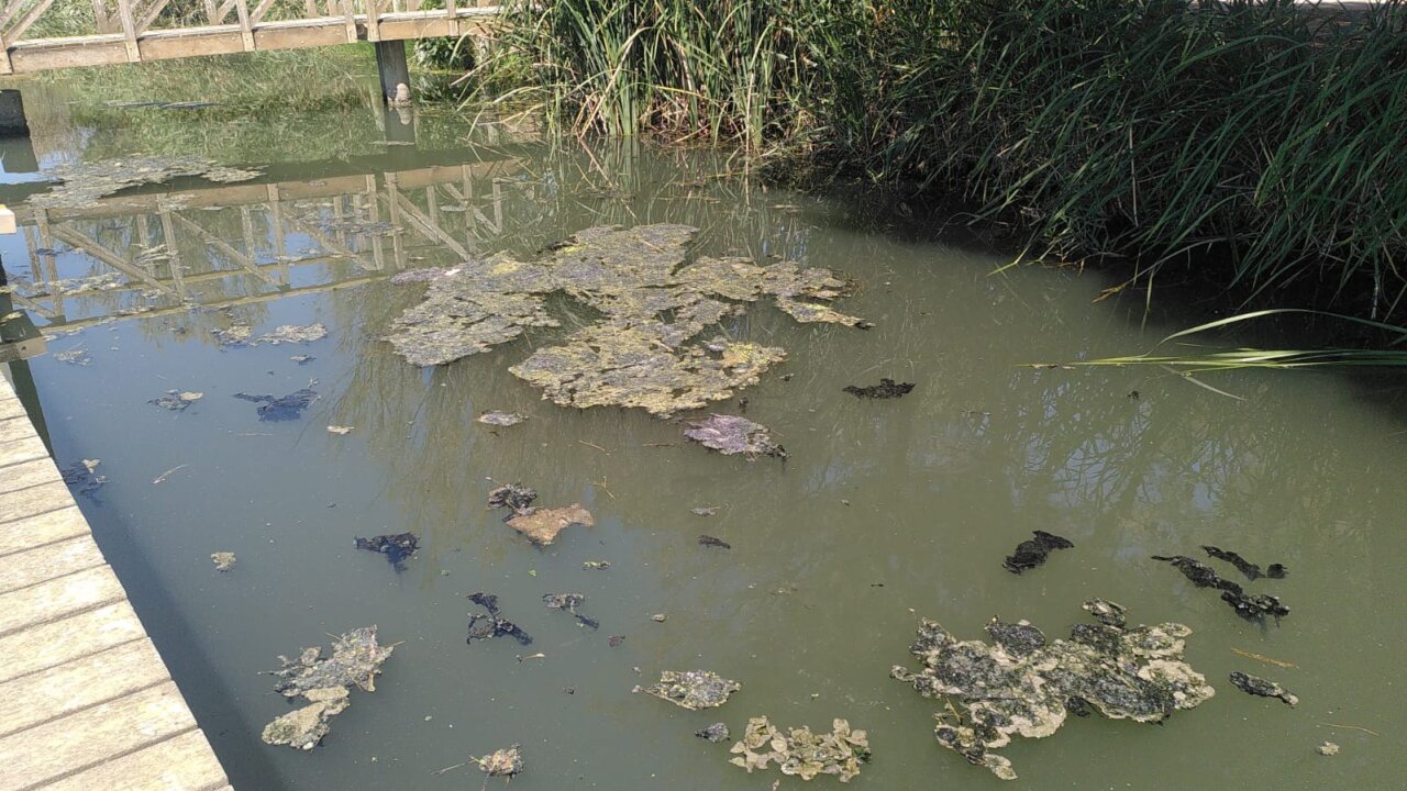 Aguas residuales contaminadas en la Albufera tras la DANA