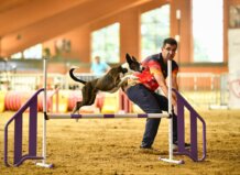 Competencia de agility con un perro saltando un obstáculo en Godella