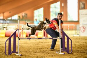 Competencia de agility con un perro saltando un obstáculo en Godella