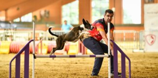 Competencia de agility con un perro saltando un obstáculo en Godella