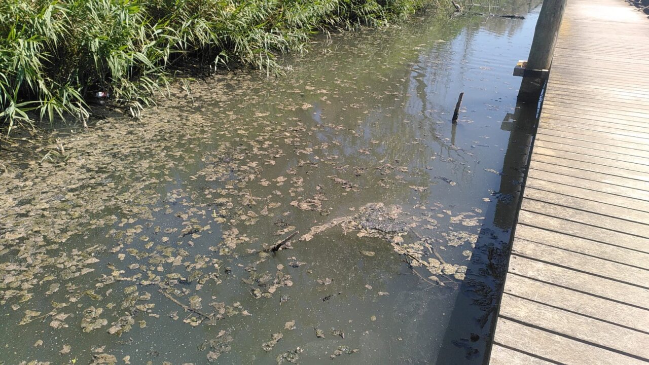 Aguas contaminadas en la Albufera tras la DANA con vegetación alrededor