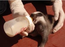 Un veterinario alimentando a un mamífero en el Centro de Recuperación de El Saler