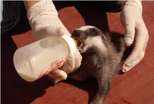 Un veterinario alimentando a un mamífero en el Centro de Recuperación de El Saler
