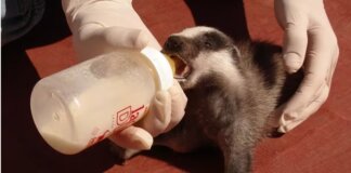 Un veterinario alimentando a un mamífero en el Centro de Recuperación de El Saler