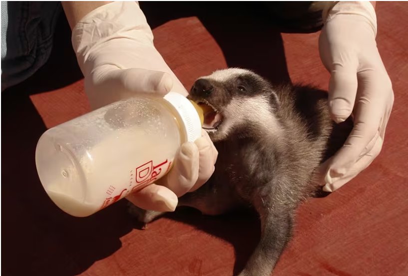 Un veterinario alimentando a un mamífero en el Centro de Recuperación de El Saler