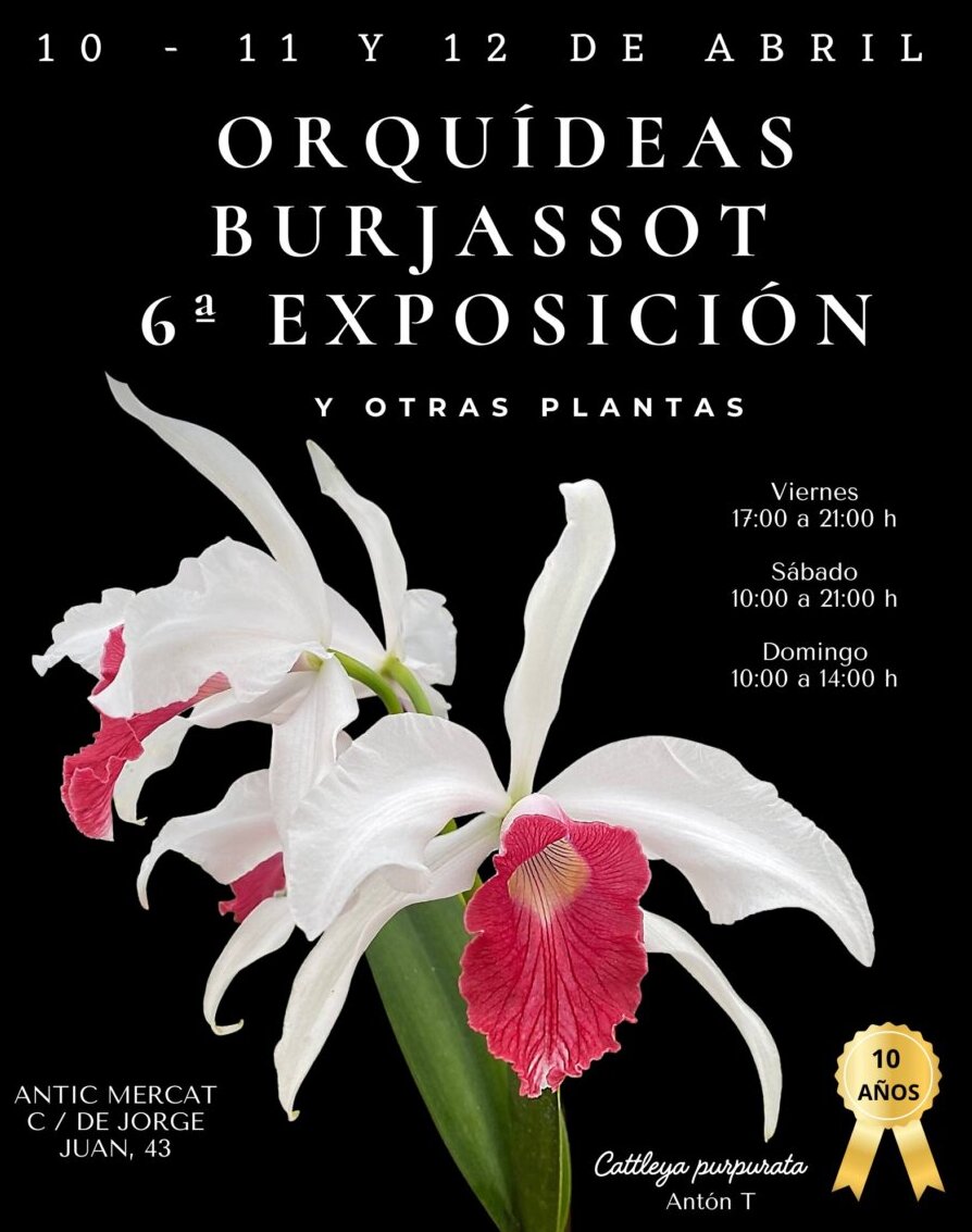 Orquídeas en la VI Exposición de Burjassot, evento de plantas