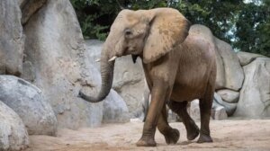 Elefante africano caminando en Bioparc Valencia